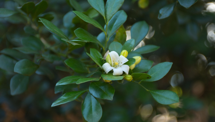 法帕最新疫情：最新动态与健康防护指南